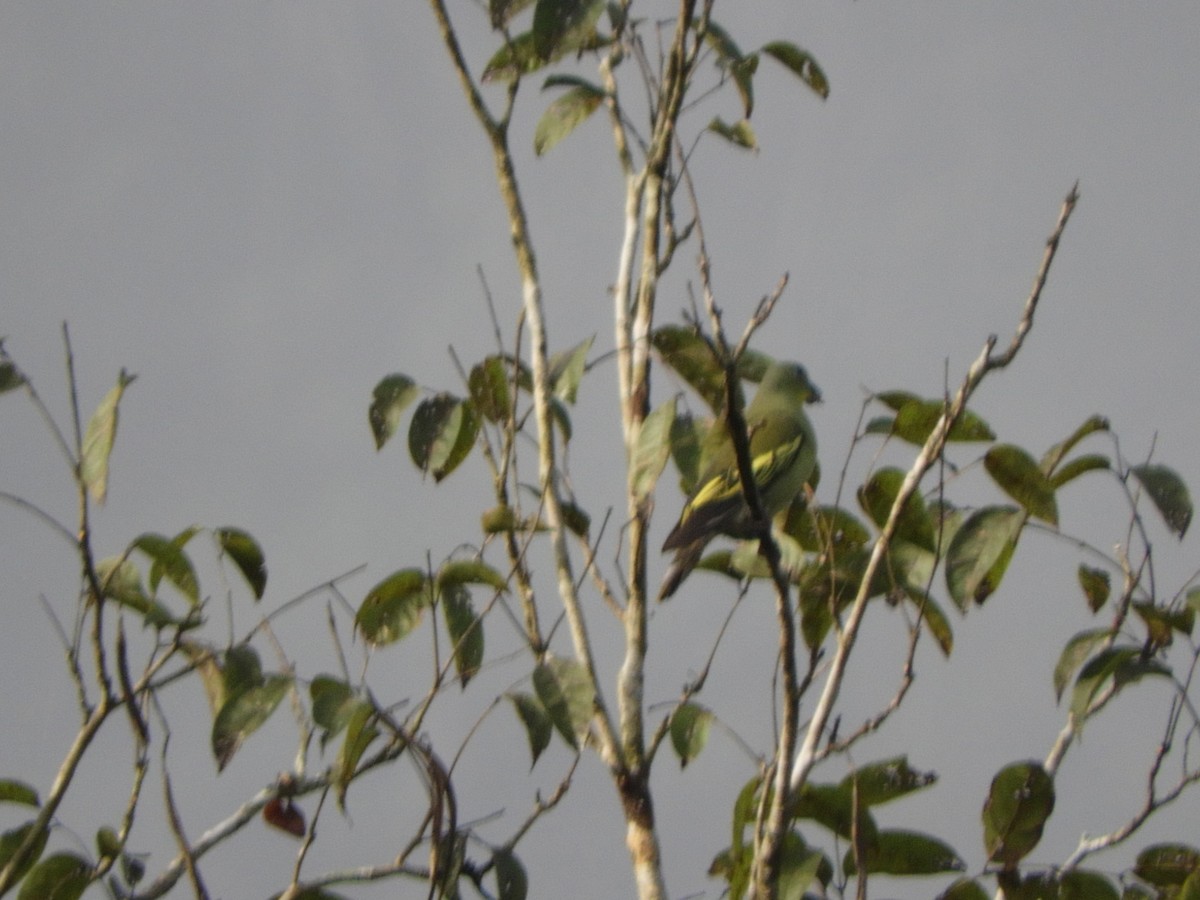 Hint Yeşil Güvercini - ML645945219