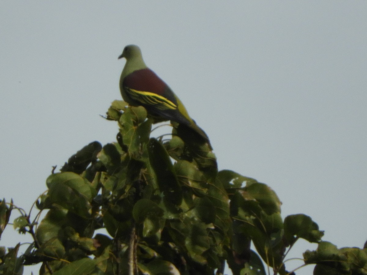 Gray-fronted Green-Pigeon - ML645945220