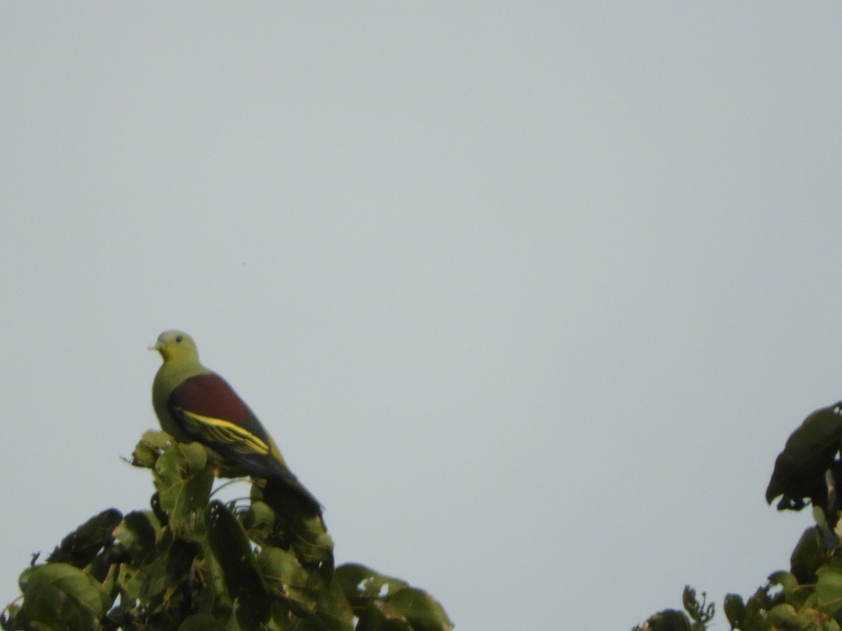 Hint Yeşil Güvercini - ML645945221