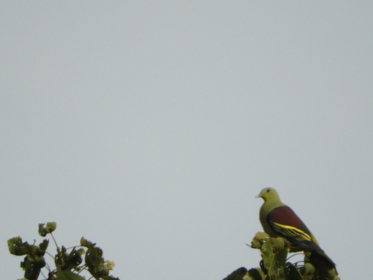 Gray-fronted Green-Pigeon - ML645945222