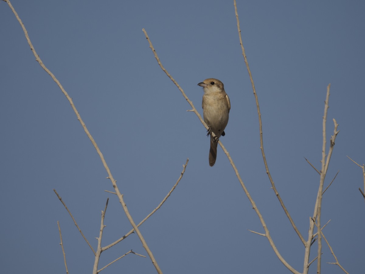 tanımsız Laniidae sp. - ML645945240