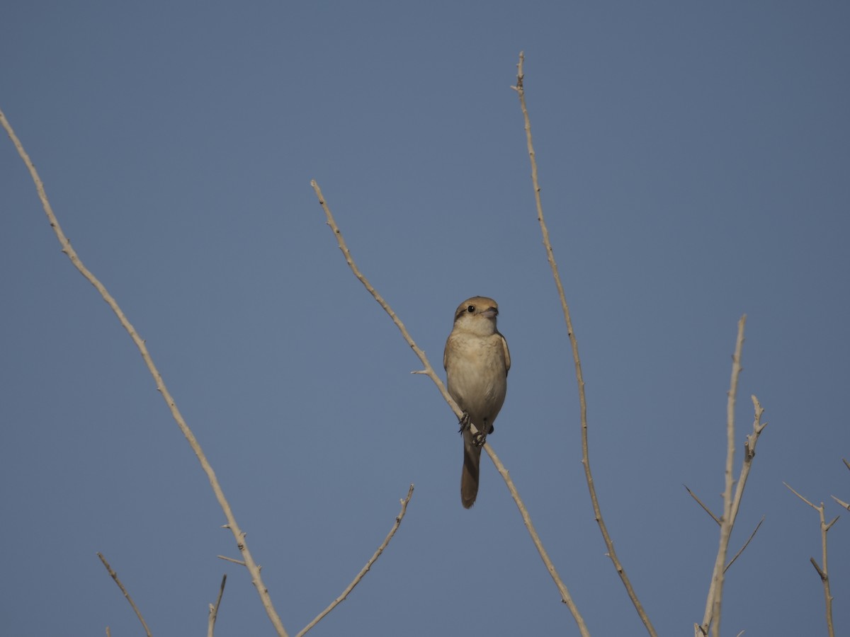 tanımsız Laniidae sp. - ML645945241