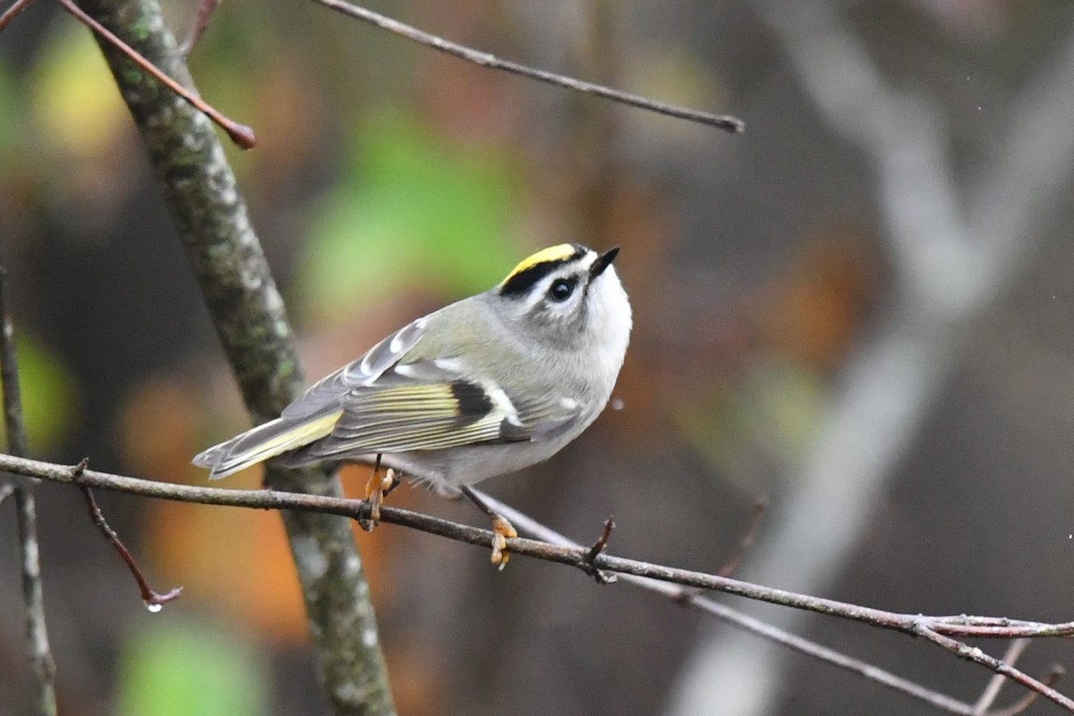 Sarı Taçlı Çalıkuşu - ML645945243