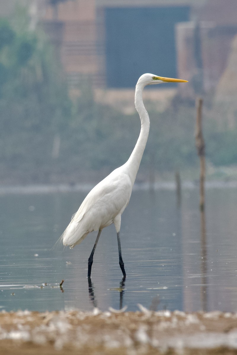 Büyük Ak Balıkçıl - ML645945244