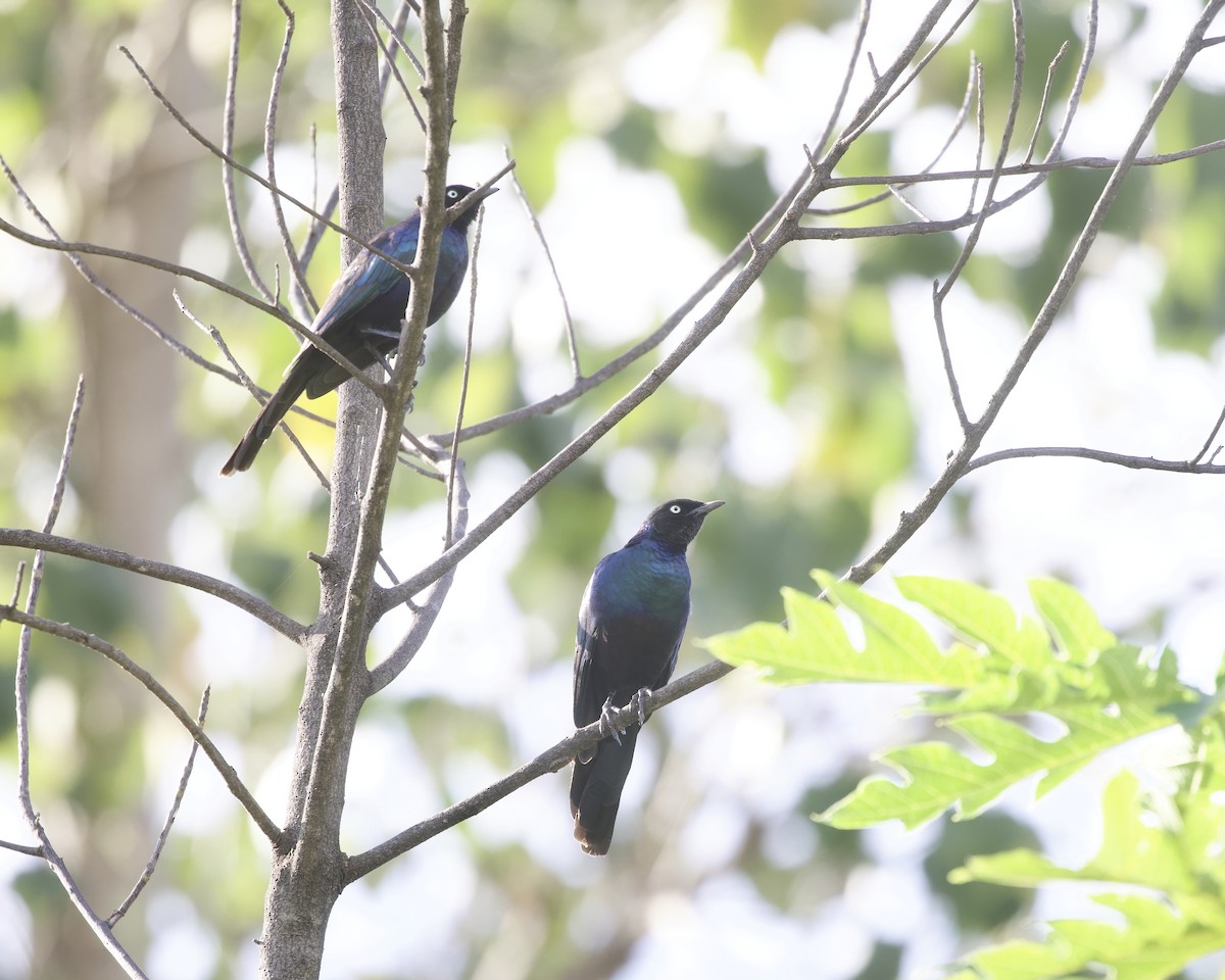 Rüppell Sığırcığı - ML645945245