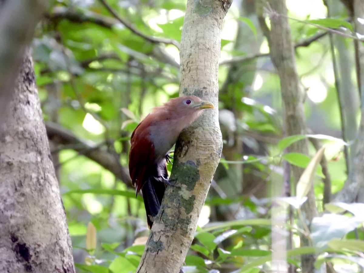 Sincap Guguğu - ML645945246