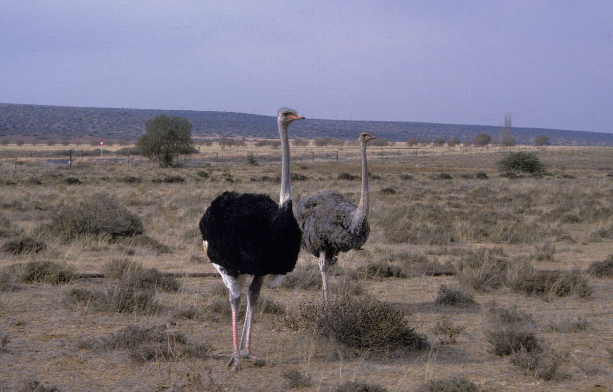 Devekuşu - ML645945247