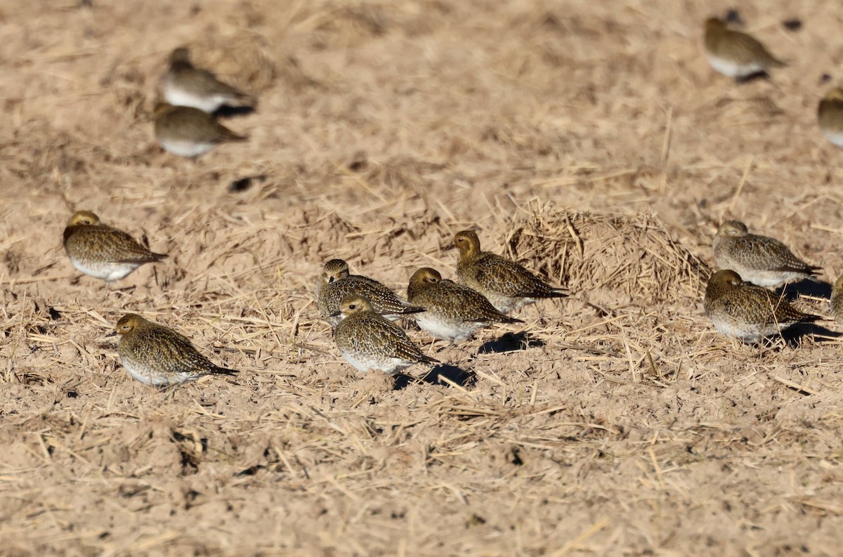Altın Yağmurcun - ML645945248