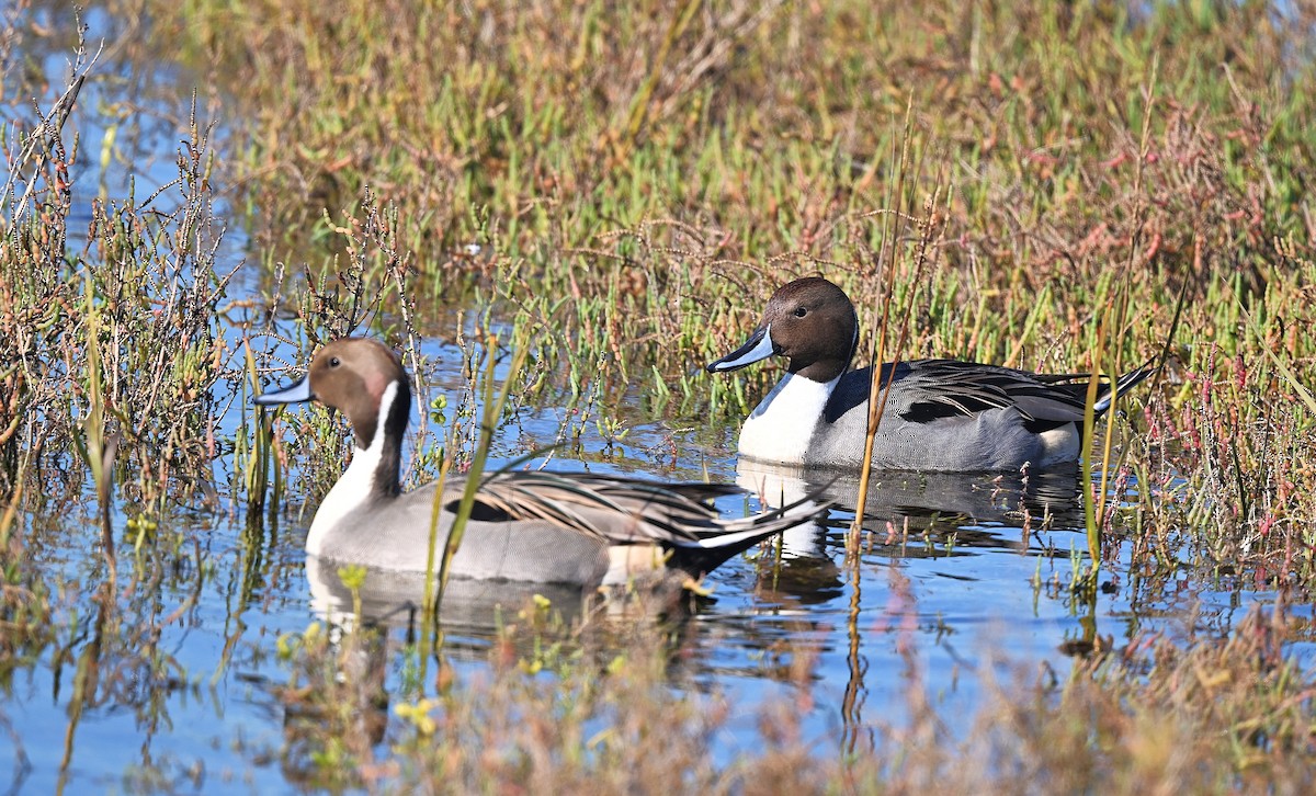 Kılkuyruk - ML645945249