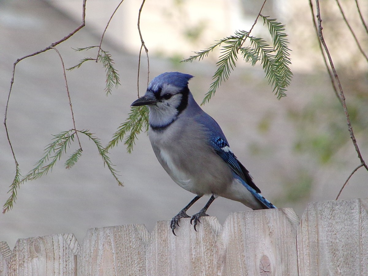 Mavi Karga - ML645945250