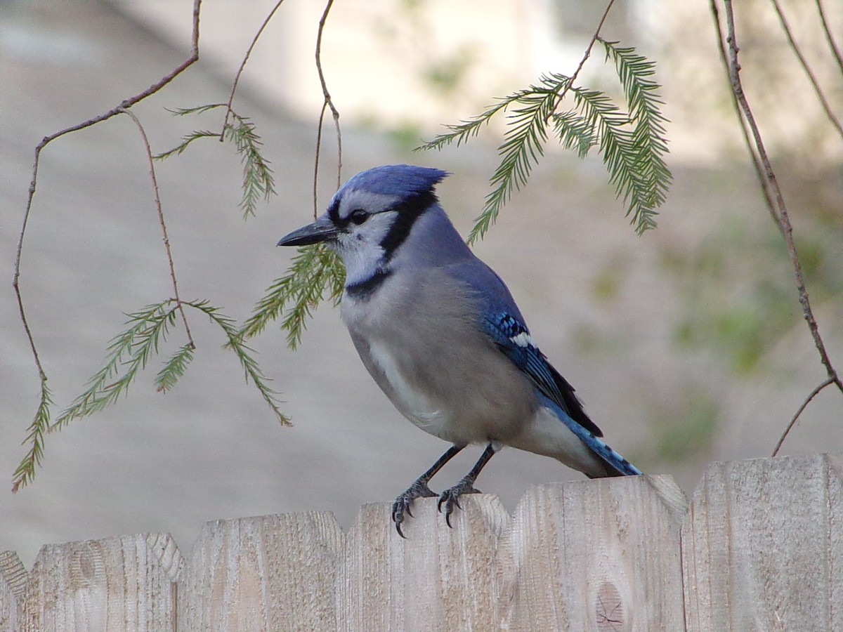 Mavi Karga - ML645945251