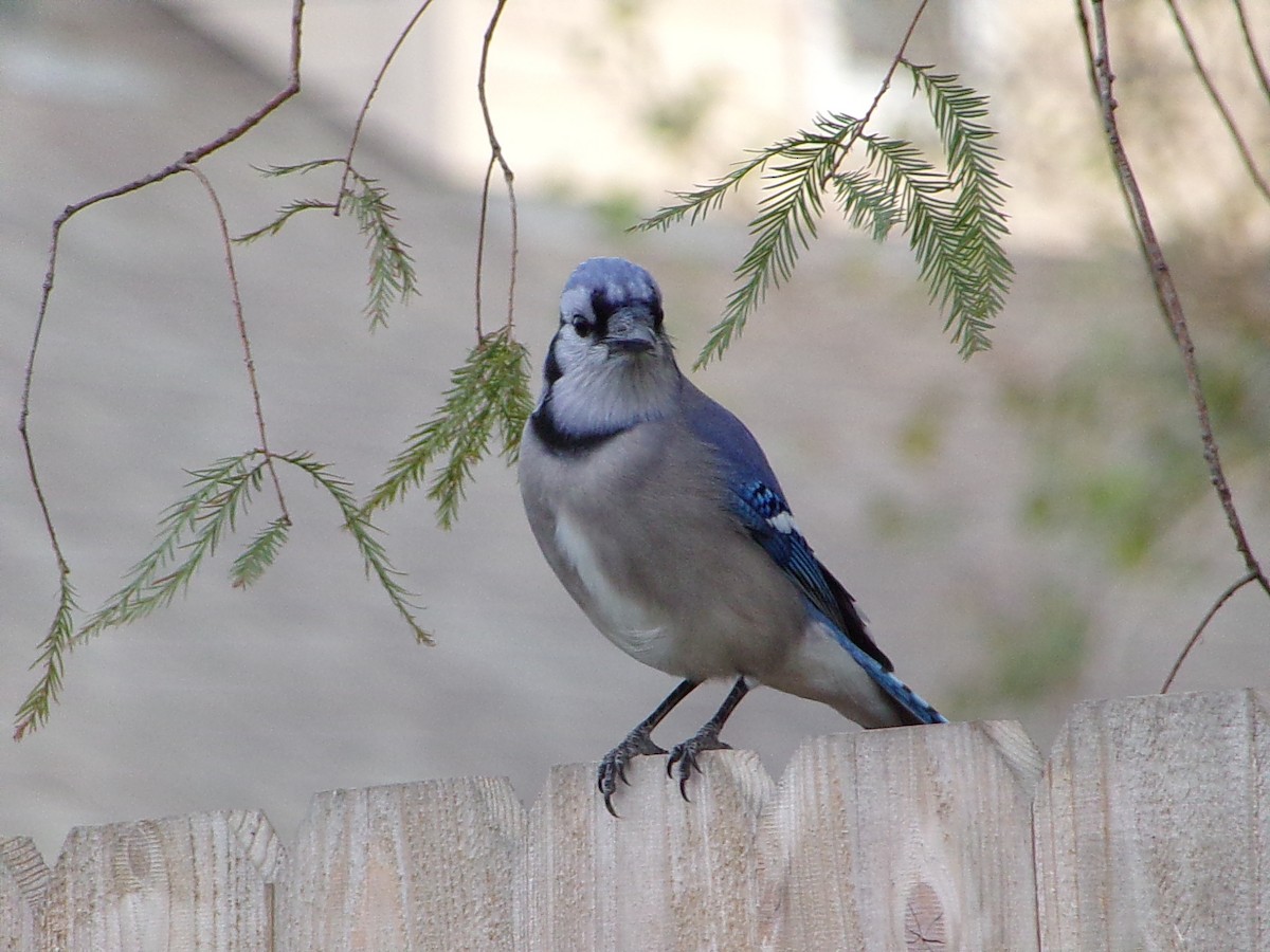 Mavi Karga - ML645945252