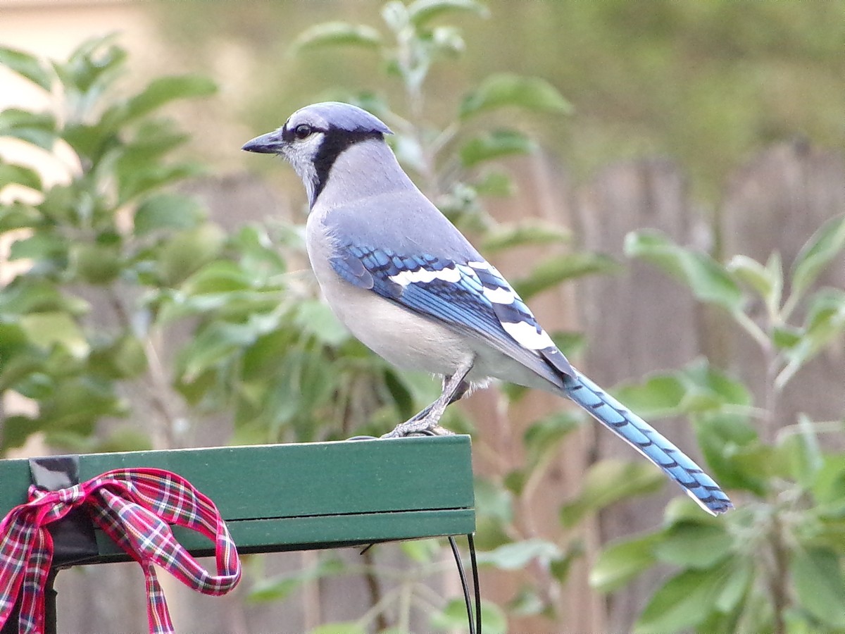 Mavi Karga - ML645945253