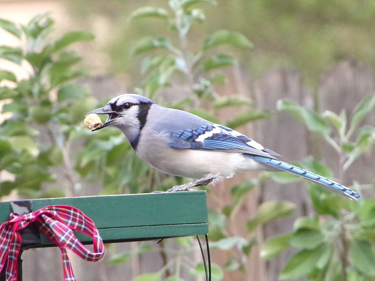 Mavi Karga - ML645945254