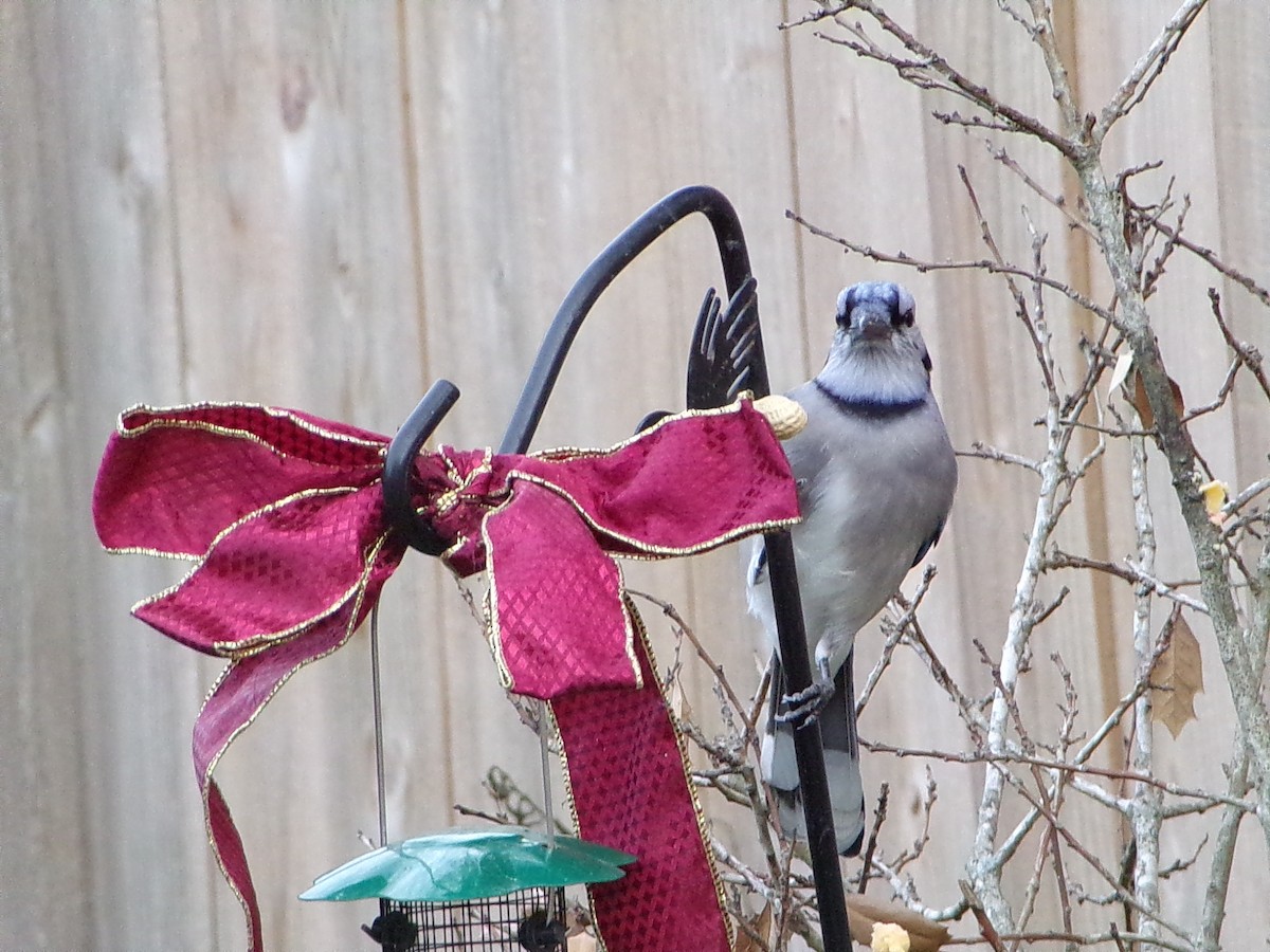 Mavi Karga - ML645945255