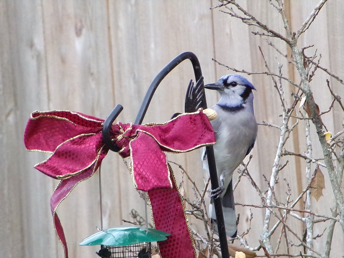 Mavi Karga - ML645945256