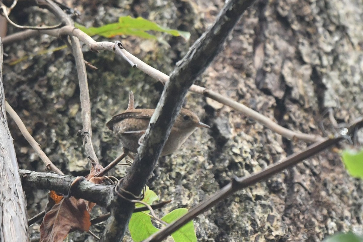 Orman Çıtkuşu - ML645945257