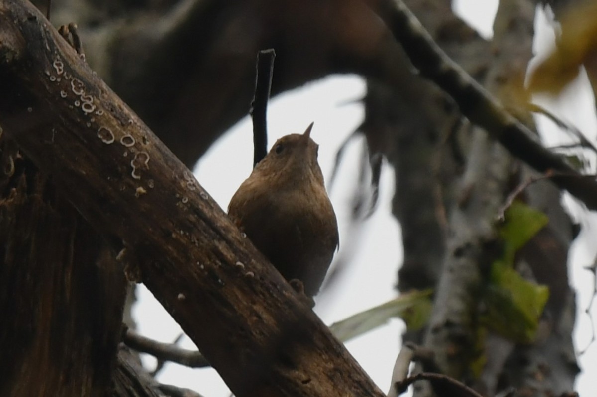 Orman Çıtkuşu - ML645945258