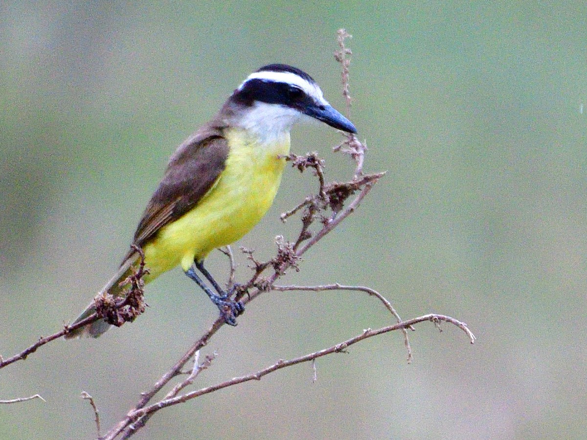 Büyük Kiskadi Tiranı - ML645945259