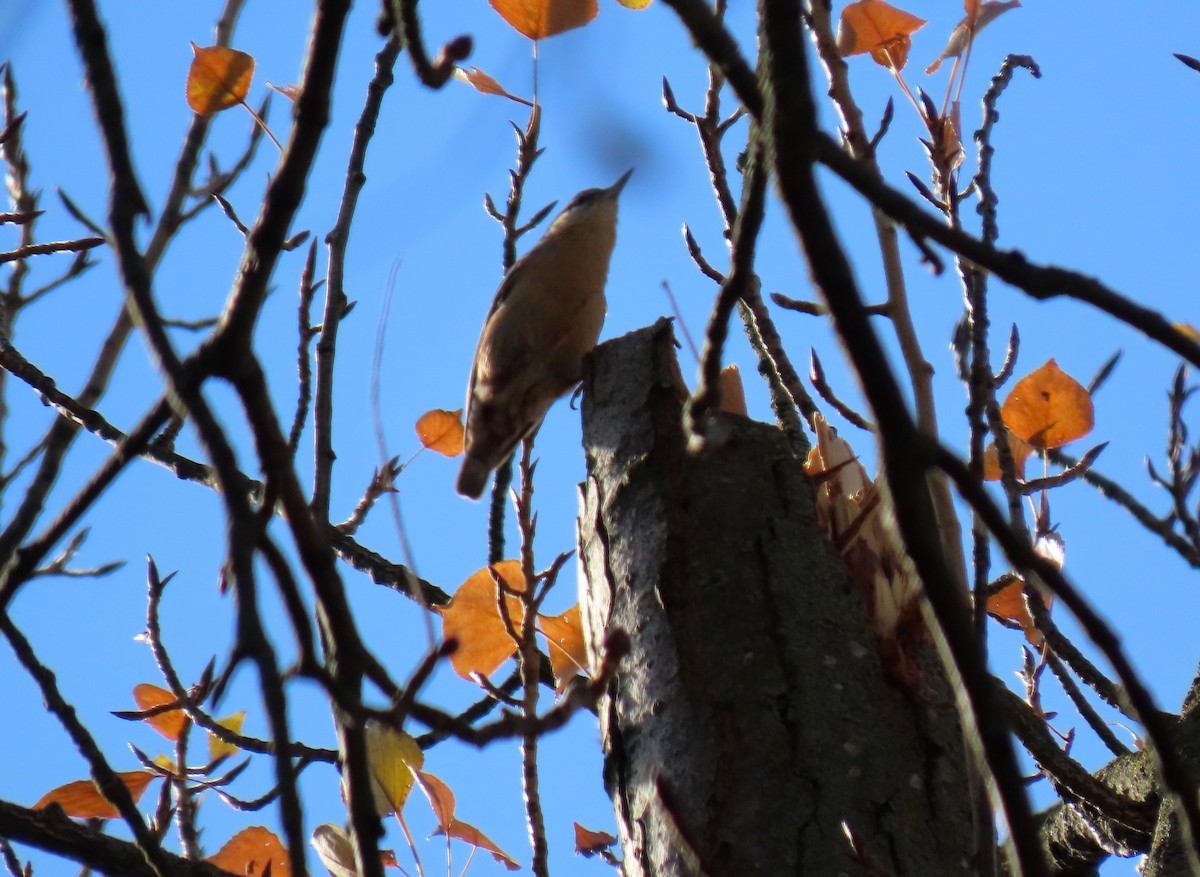 Sıvacı - ML645945261