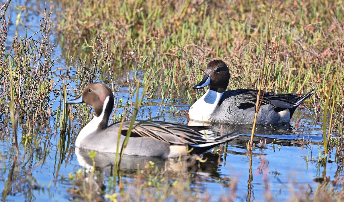 Kılkuyruk - ML645945262