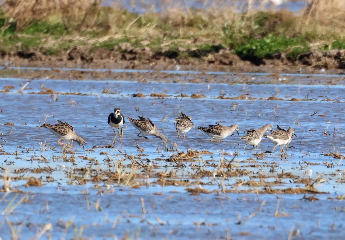 Döğüşkenkuş - ML645945266