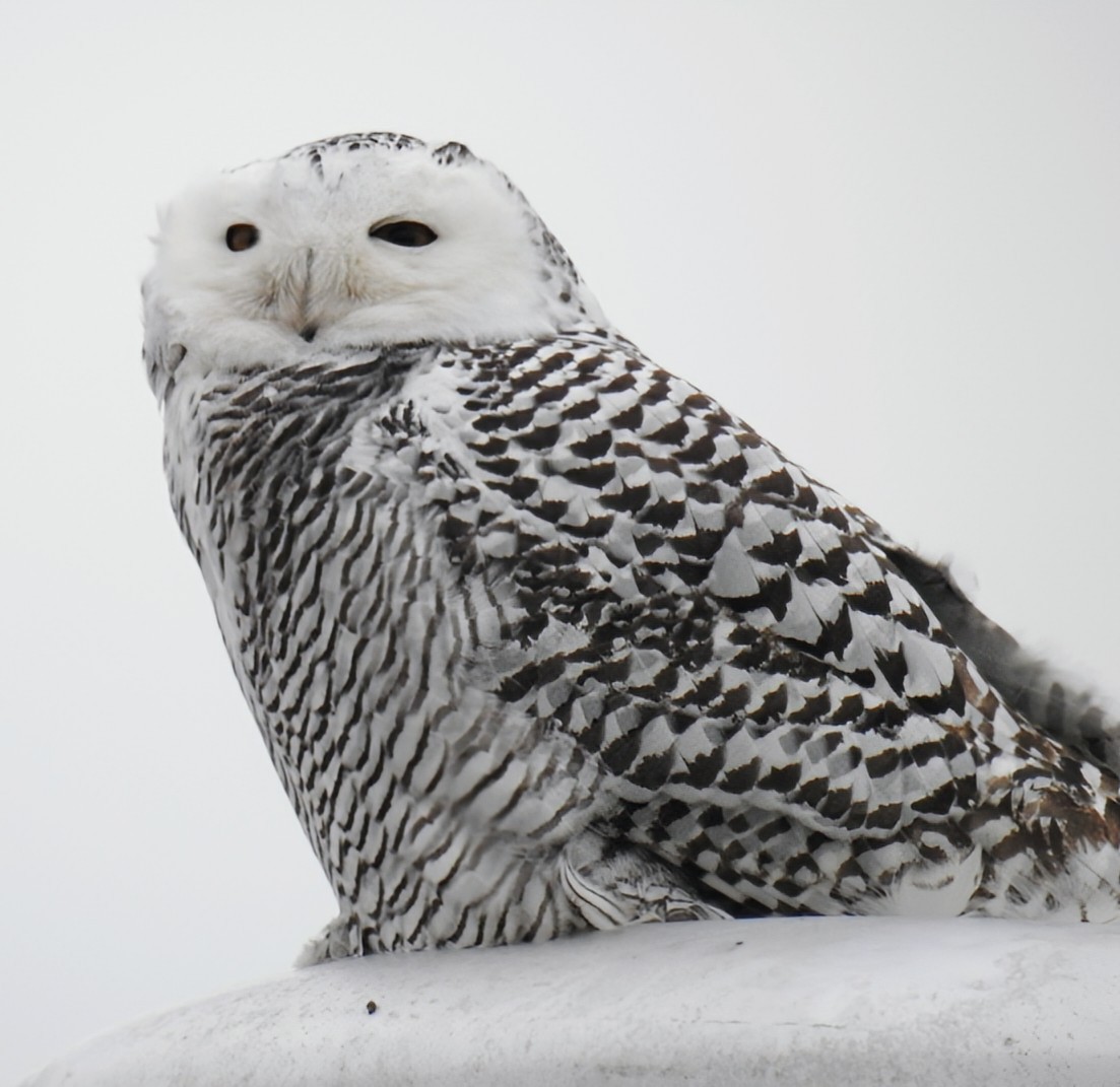 לילית שלג - ML645945285