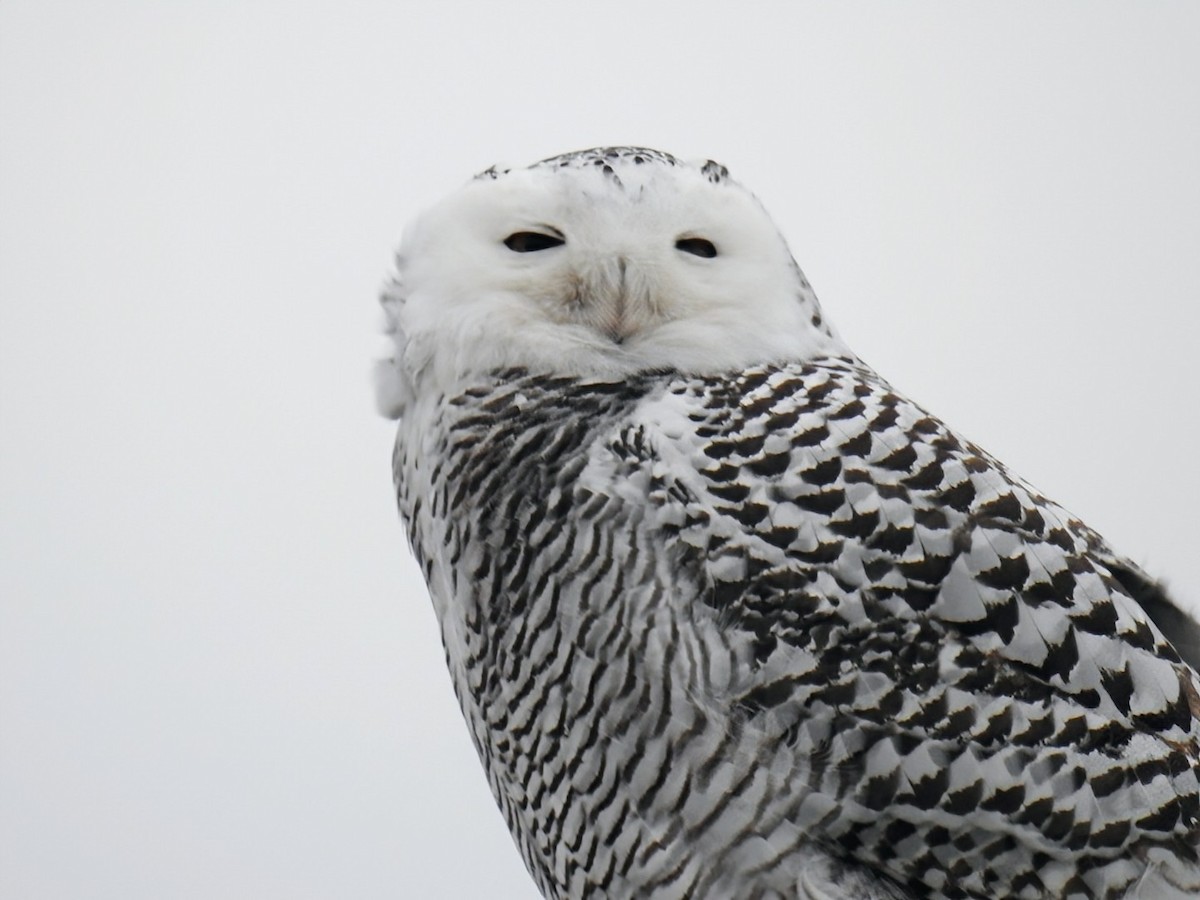 לילית שלג - ML645945295