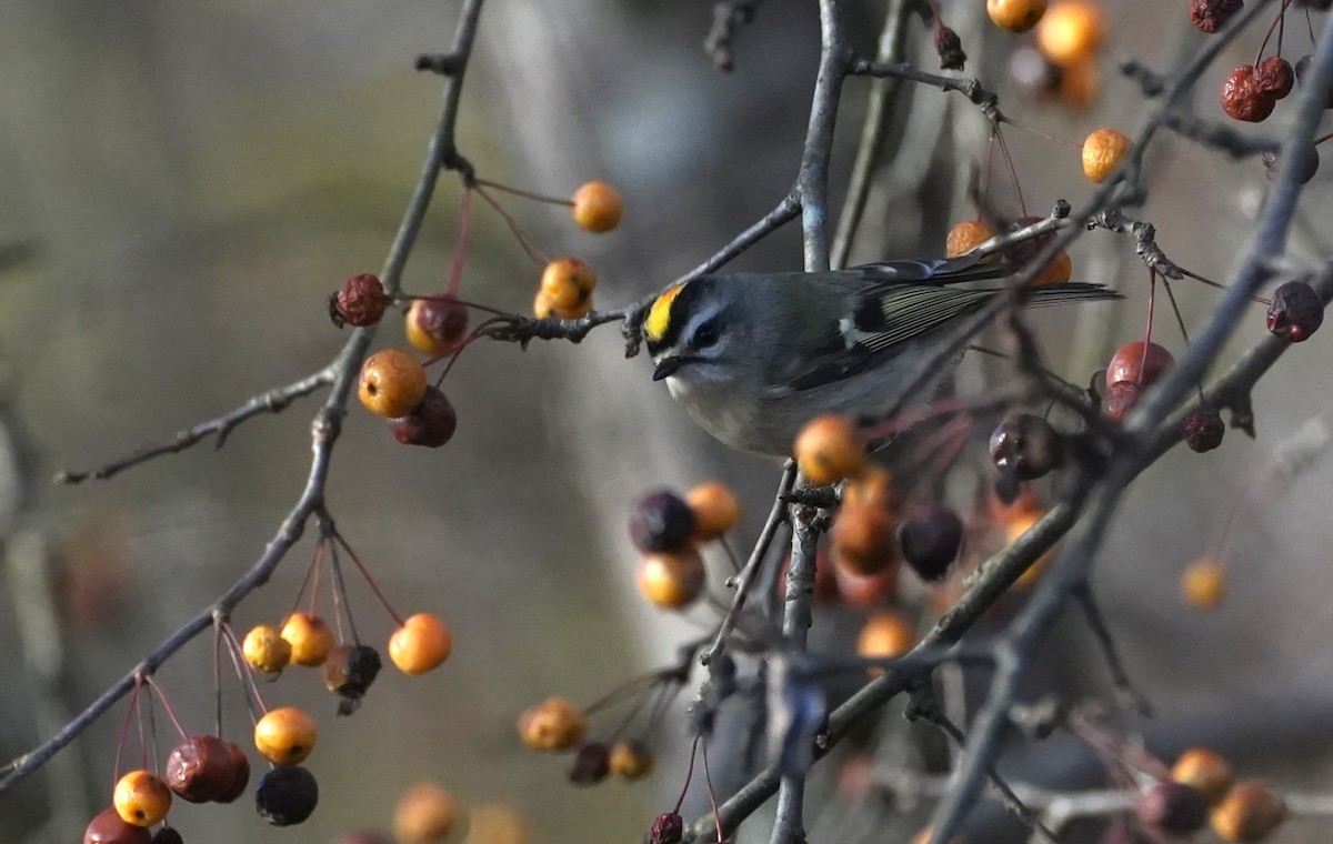 Золотомушка світлоброва - ML645945300