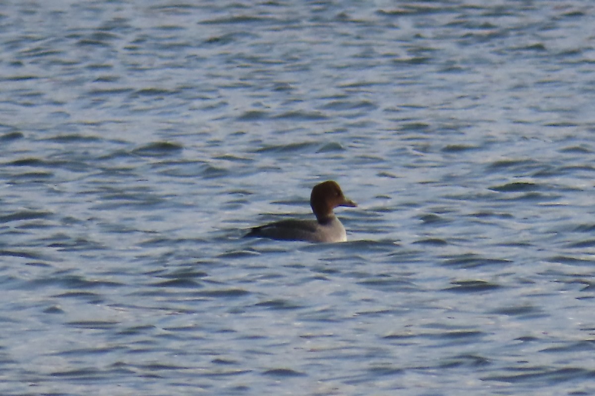 hohol severní - ML645945301