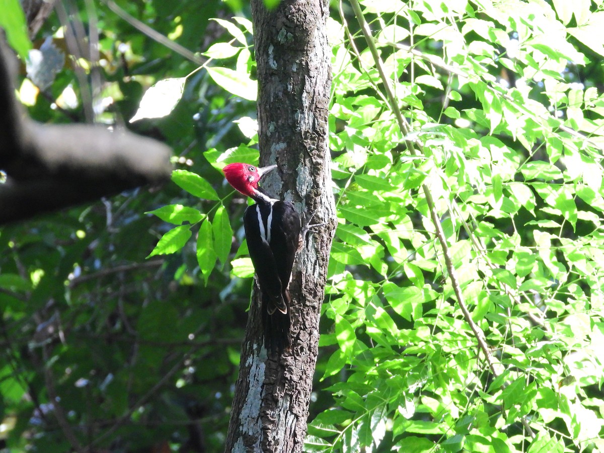 Crimson-crested Woodpecker - ML645945303