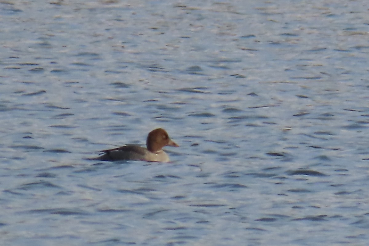 hohol severní - ML645945309