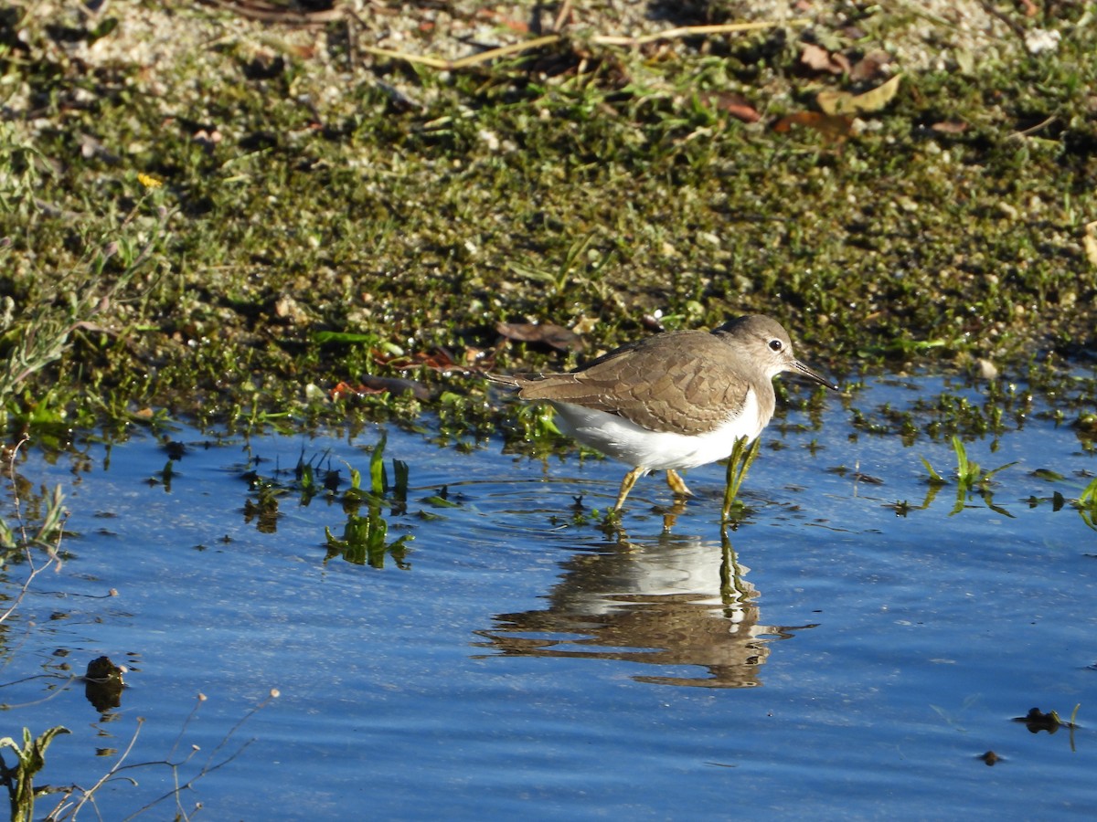 Common Sandpiper - ML645945314