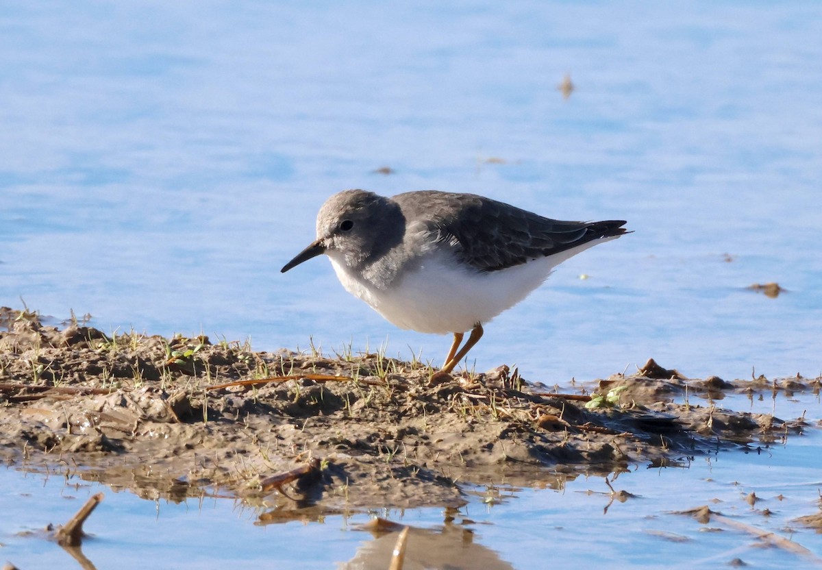 Temminck's Stint - ML645945317