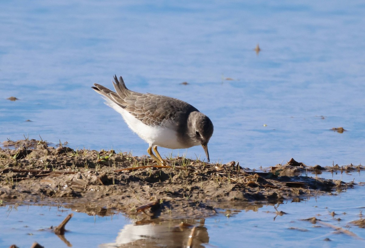 Temminck's Stint - ML645945318