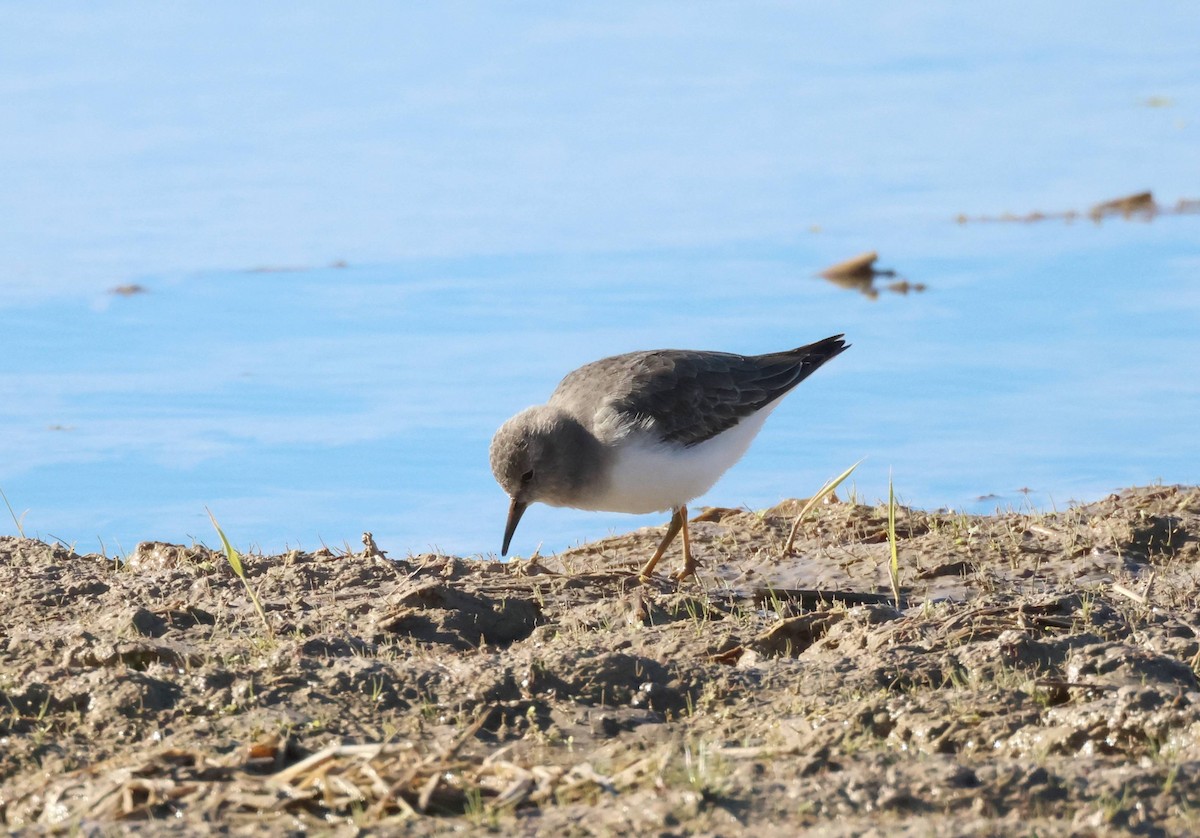 Temminck's Stint - ML645945319