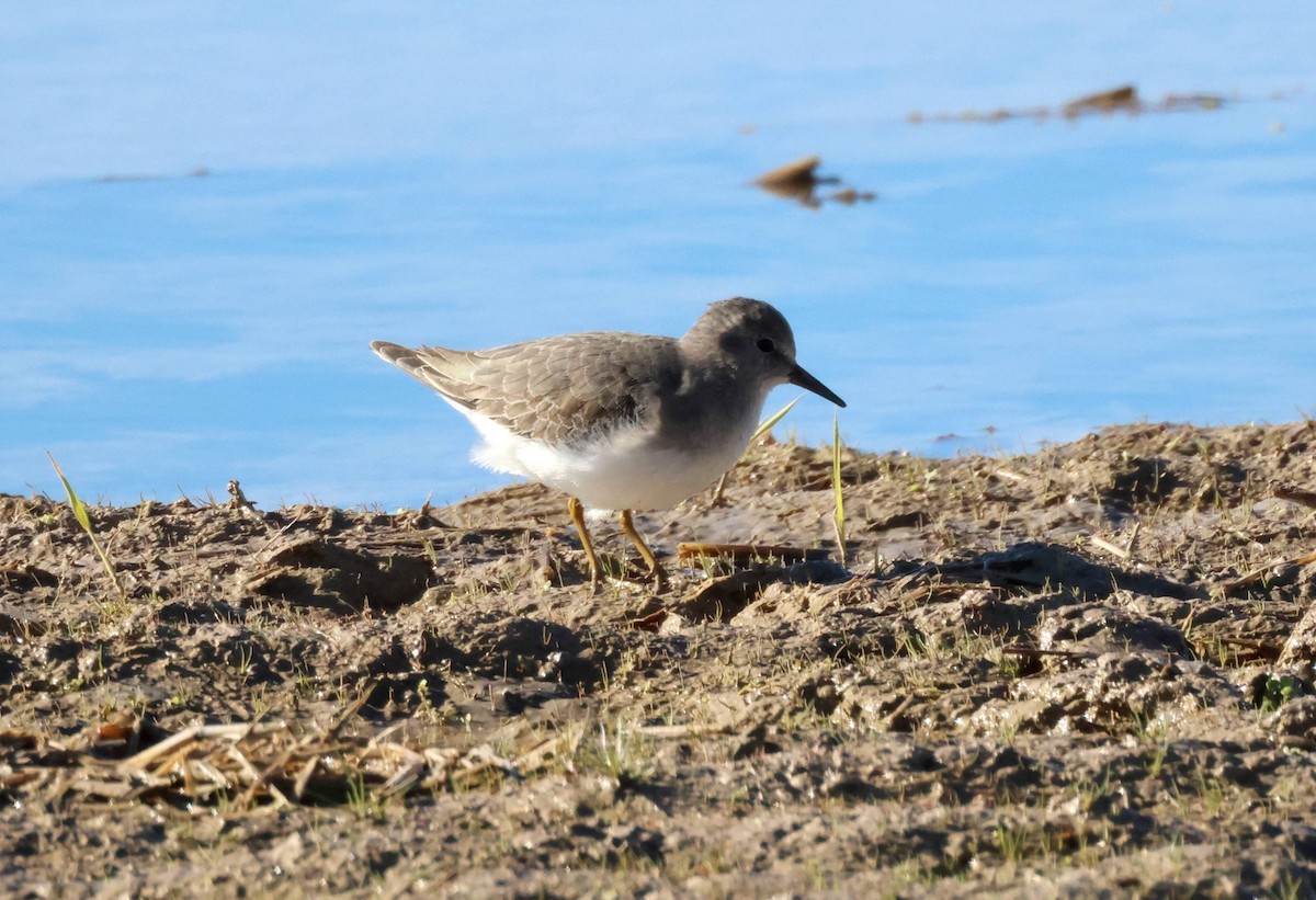 Temminck's Stint - ML645945320