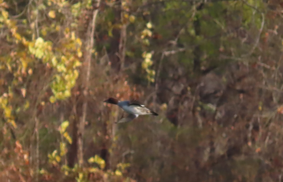 hohol severní - ML645945321