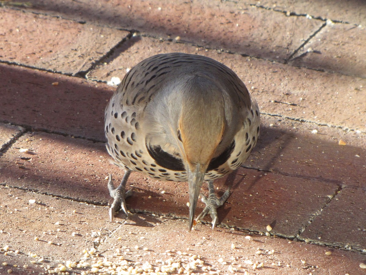 Northern Flicker - ML645945327