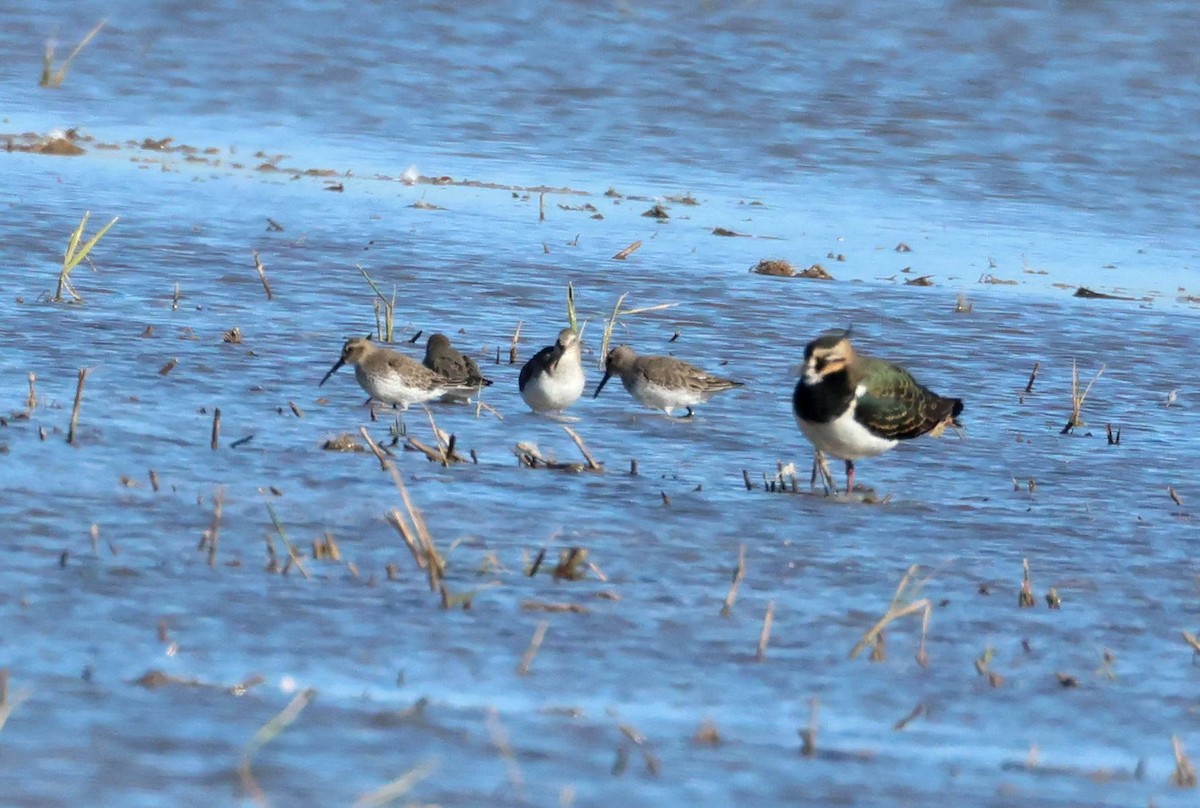 Dunlin - ML645945328