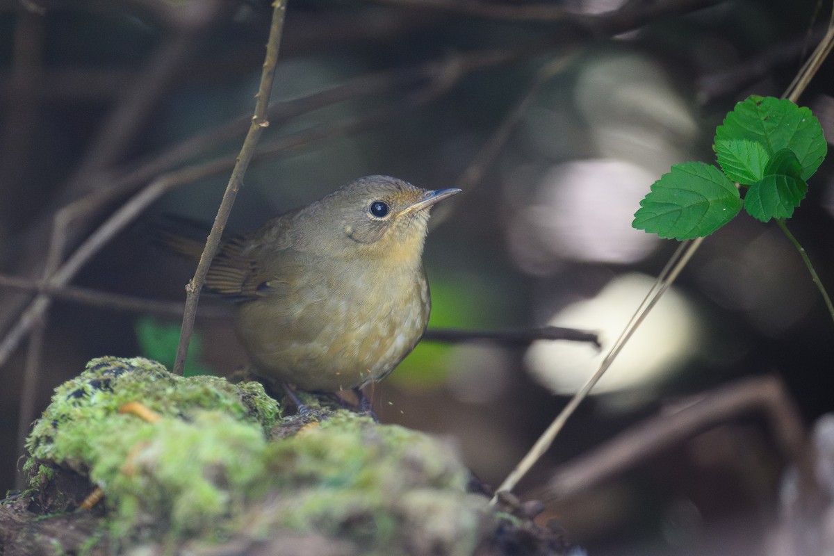 White-bellied Redstart - ML645945332