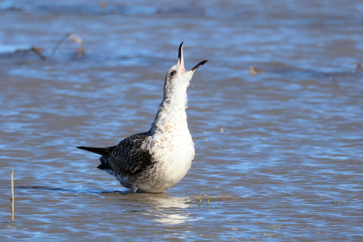 Zafferano - ML645945336