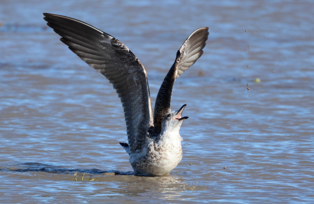 Zafferano - ML645945337