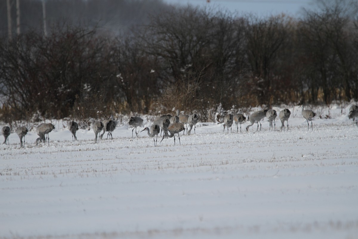 Sandhill Crane - ML645945338