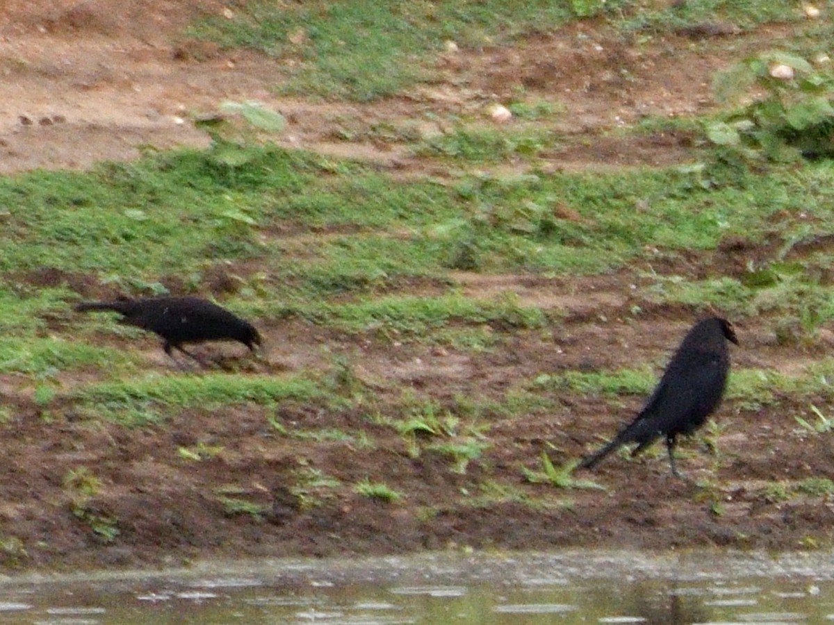 Giant Cowbird - ML645945346