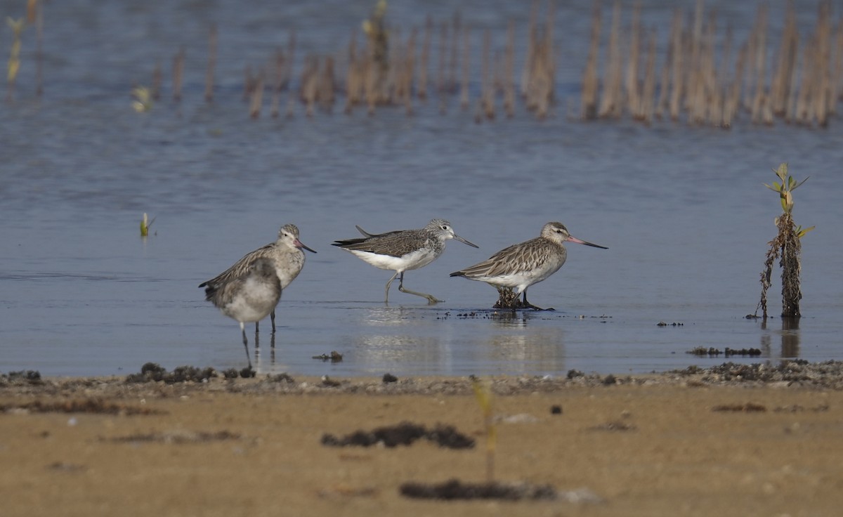 Common Greenshank - ML645945351