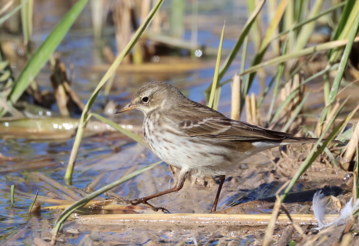 Water Pipit - ML645945371