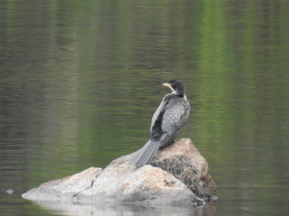 Uzun Kuyruklu Karabatak - ML645945376