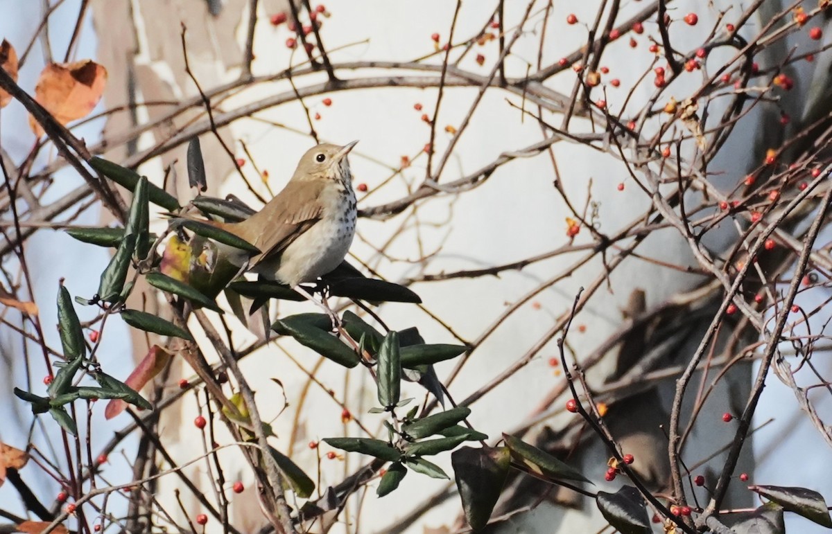Дрізд-короткодзьоб плямистоволий - ML645945382
