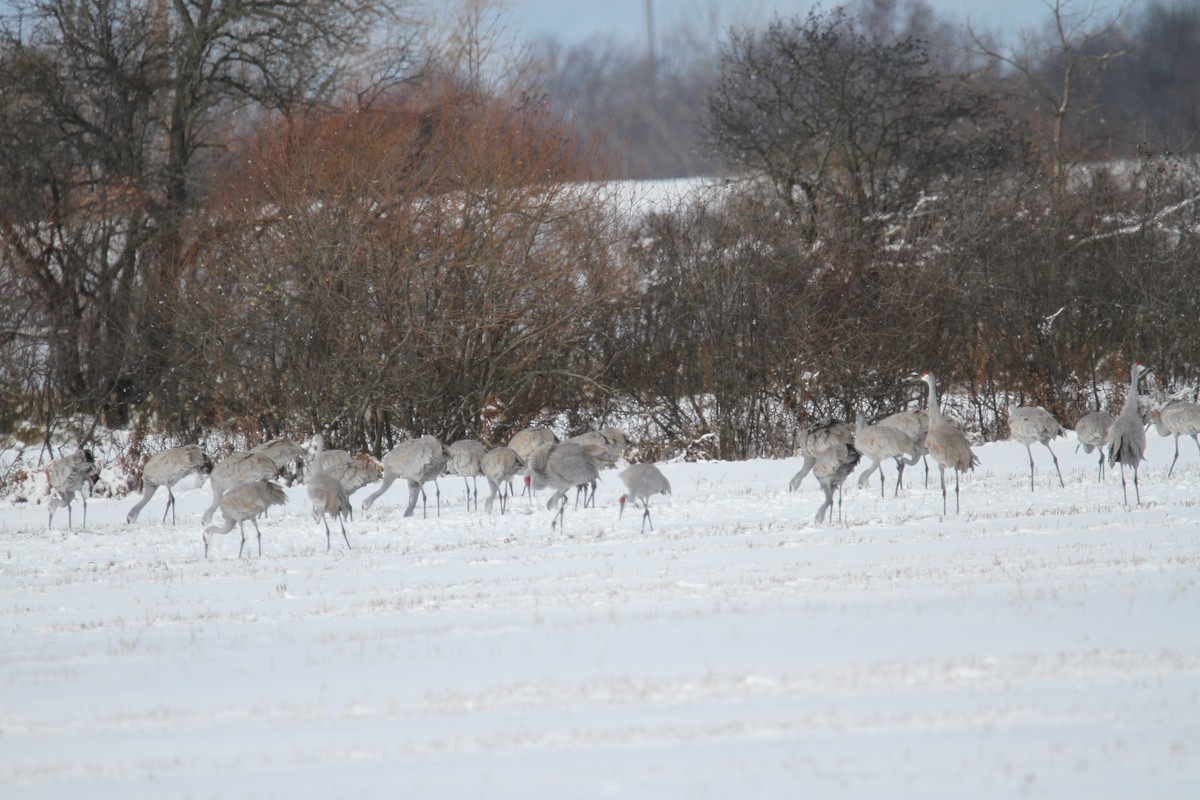 Sandhill Crane - ML645945405